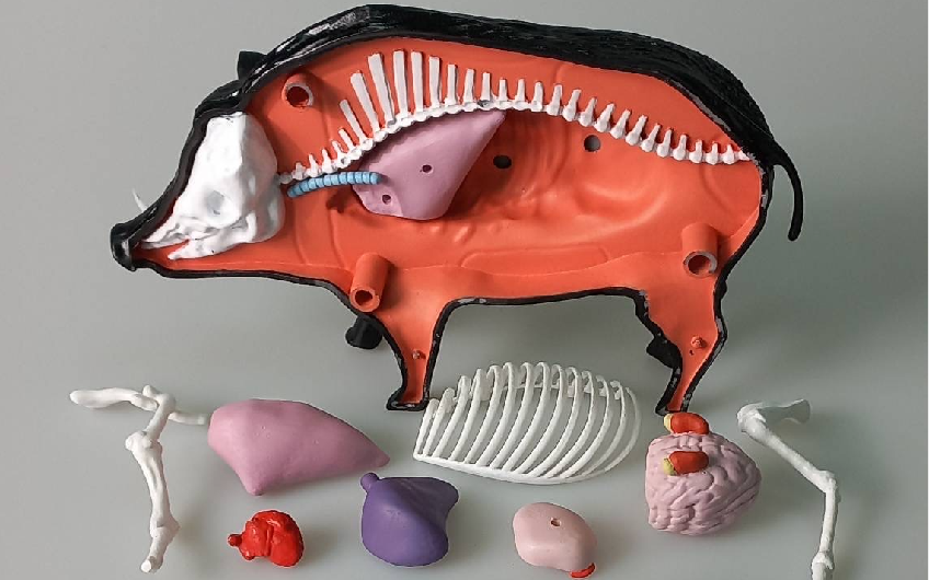 3D列印動物模型製作